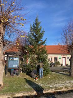 Dovoz vánočního stromu pro naši obec 25.11.2023